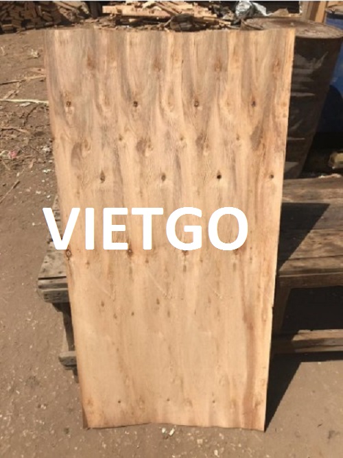 Ván bóc gỗ bạch dương Vietgo